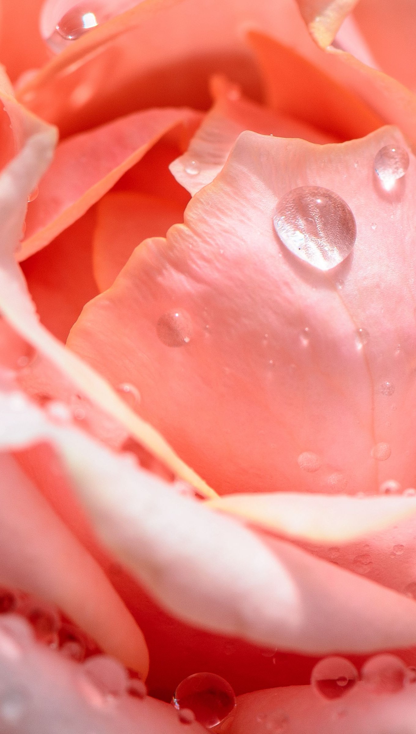 Gotas de agua en rosa