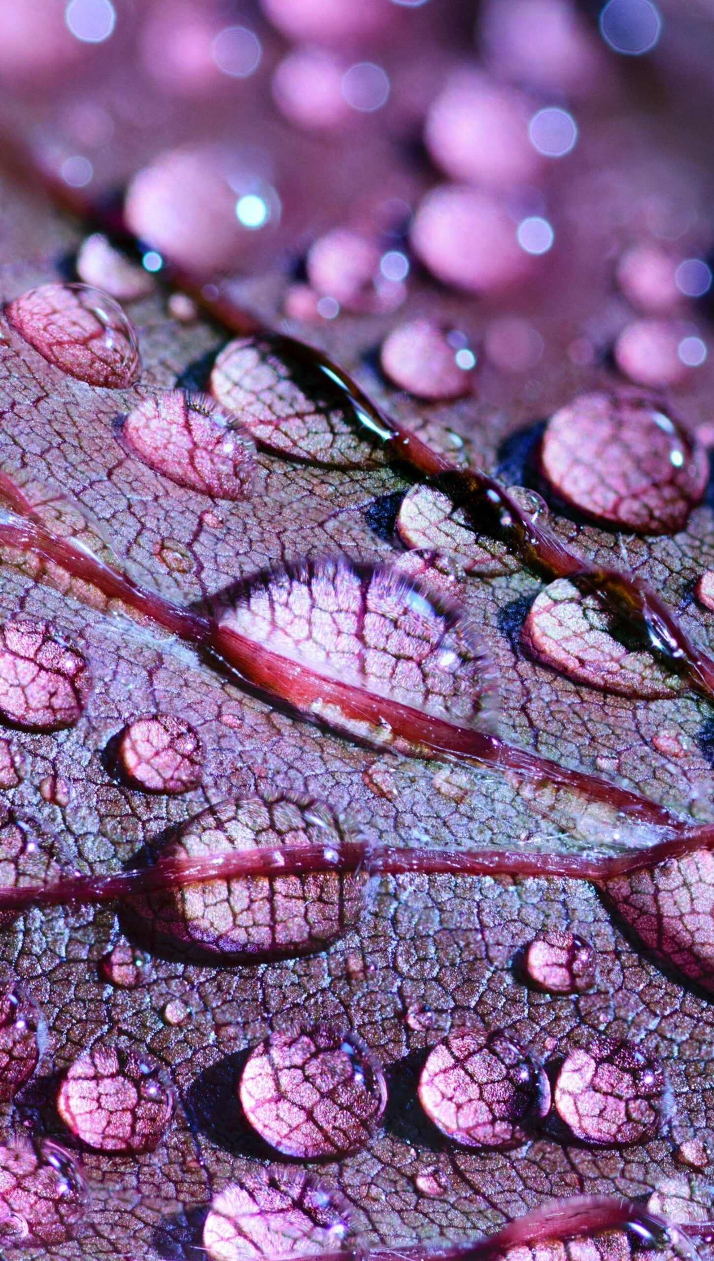 Gotas de agua sobre una hoja morada