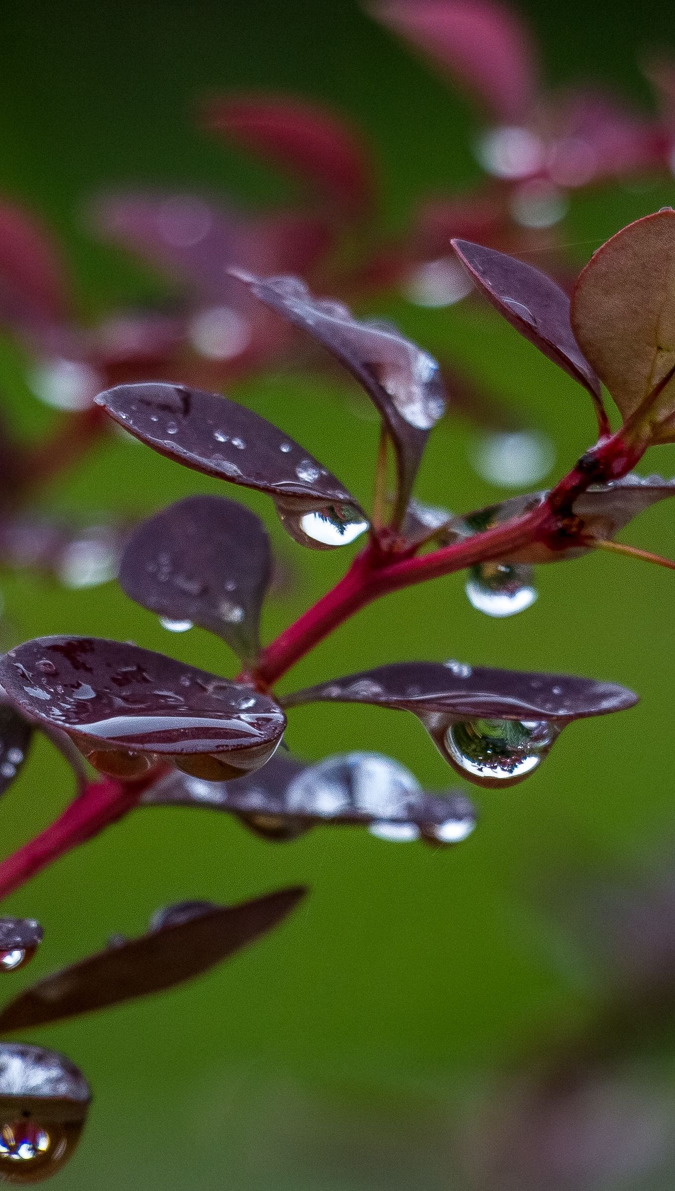 Gotas de lluvia en hojas de agracejo