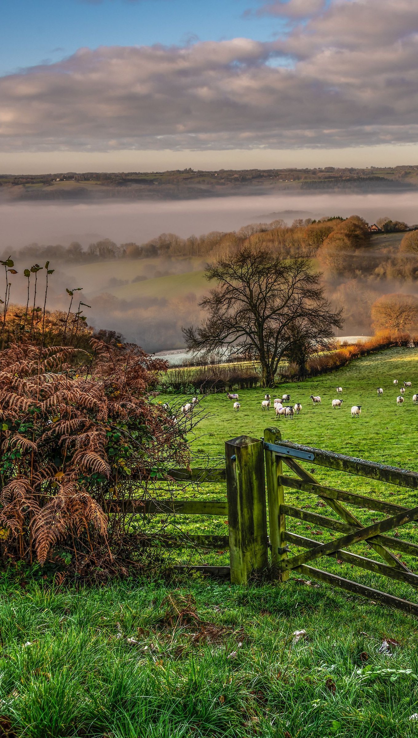 Granja al amanecer con niebla