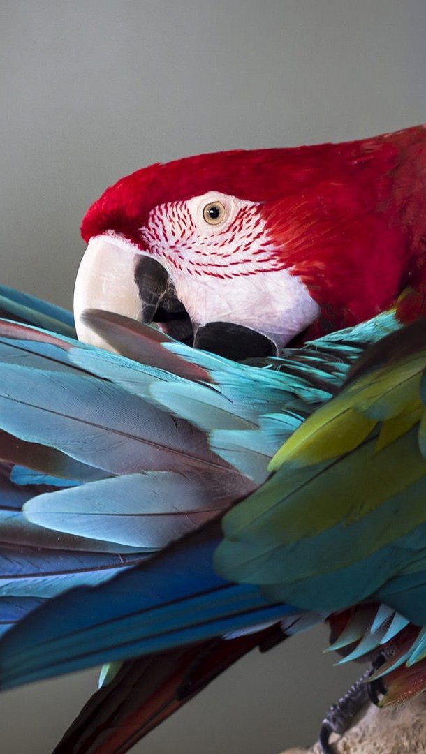 Guacamayo de colores