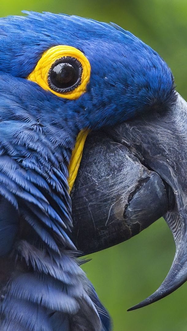 Guacamayo jacinto