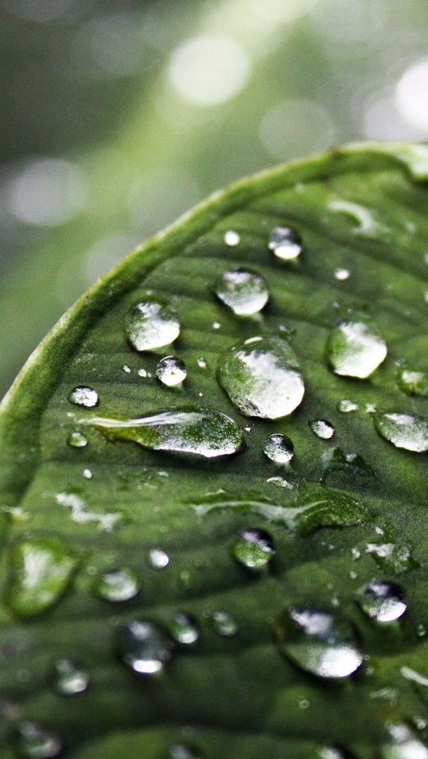 Hoja con gotas de agua