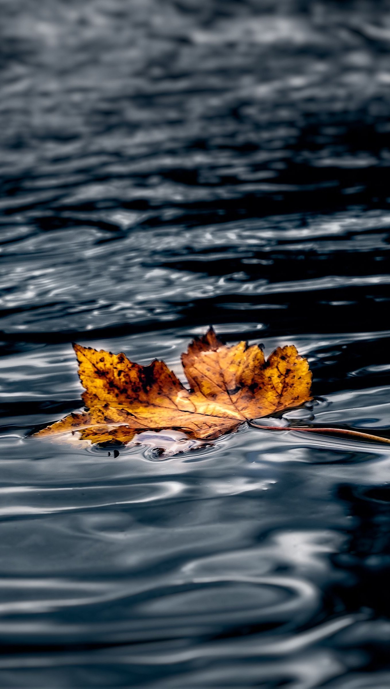 Hoja de maple en el agua