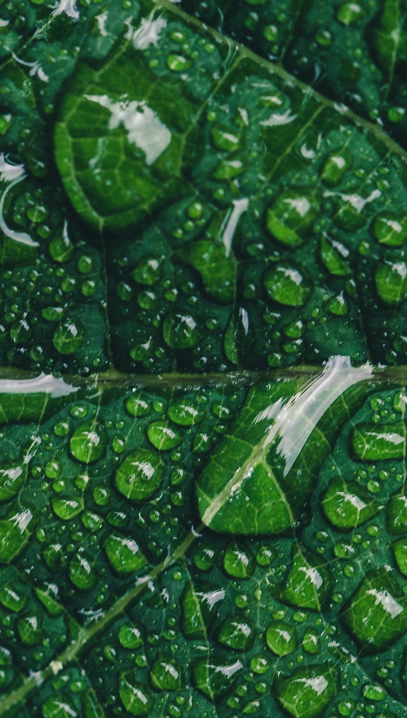 Hoja verde con gotas