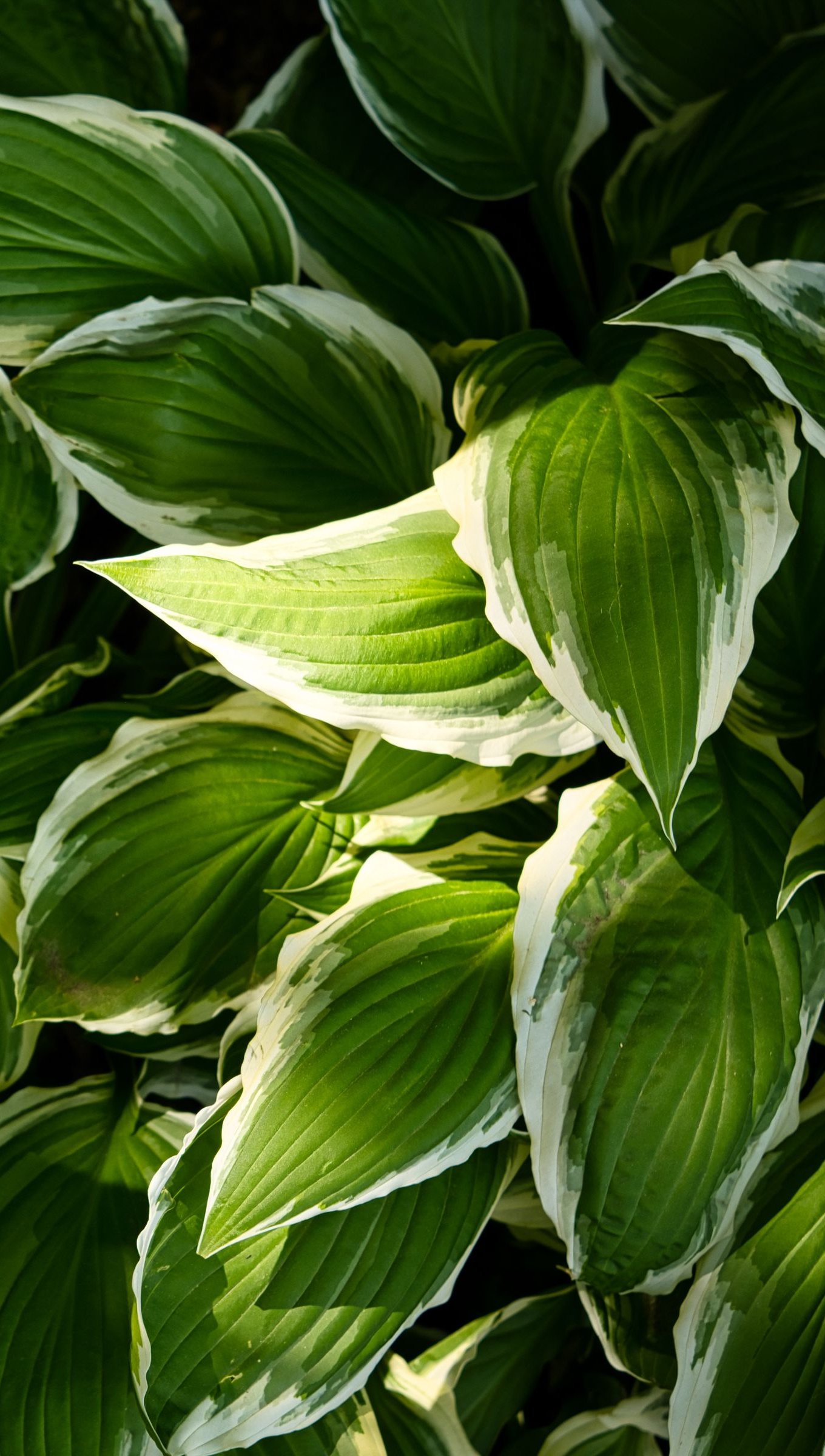 Hojas de Hosta