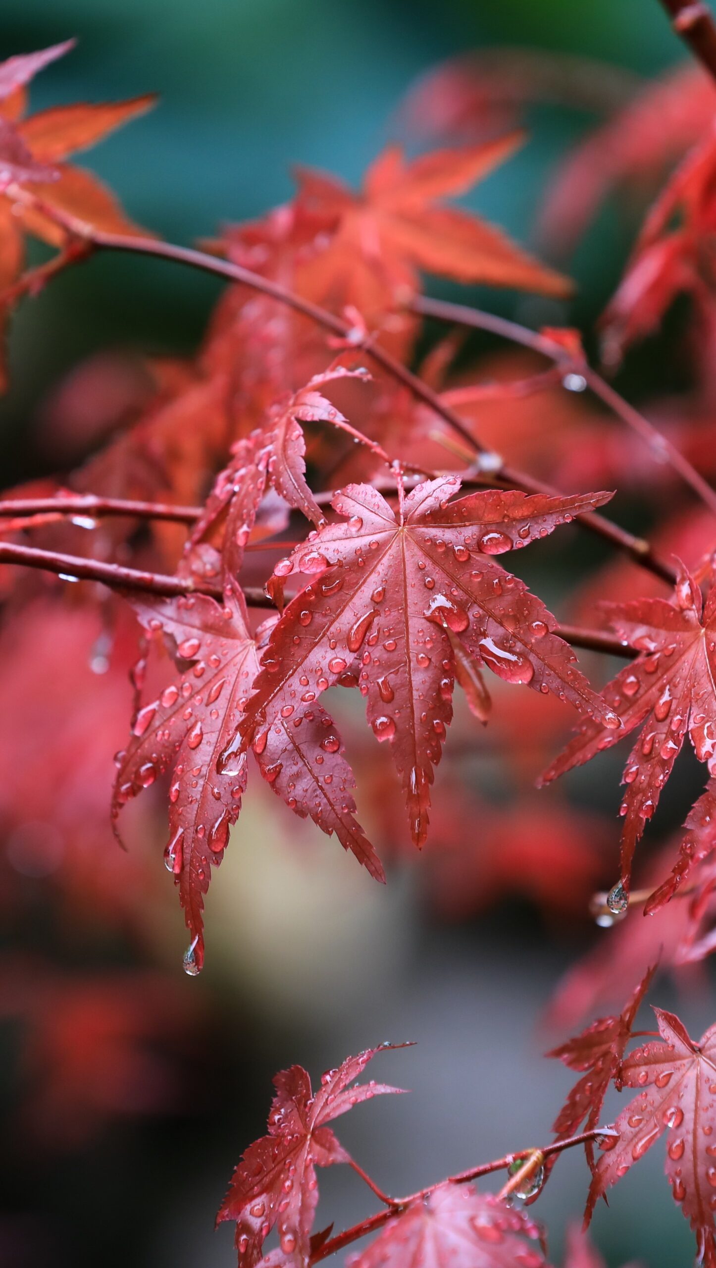 Hojas de acre con gotas de lluvia