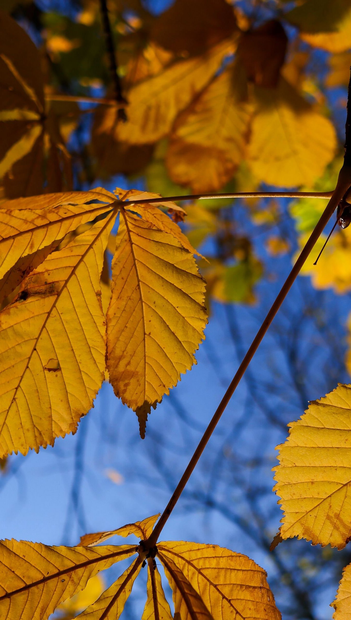 Hojas de arbol en otoño