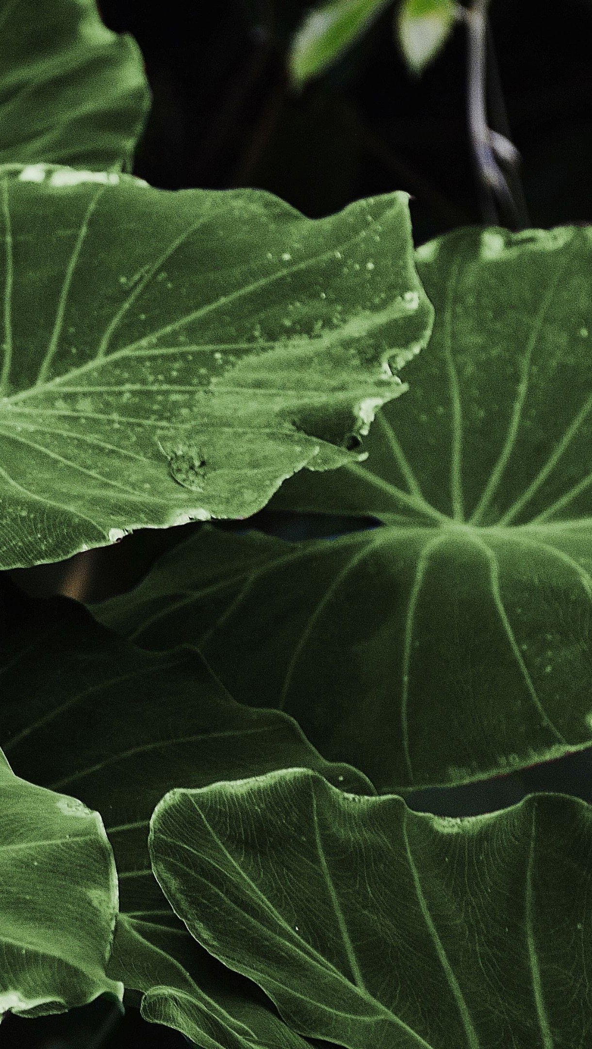 Hojas de colocasias sobre agua