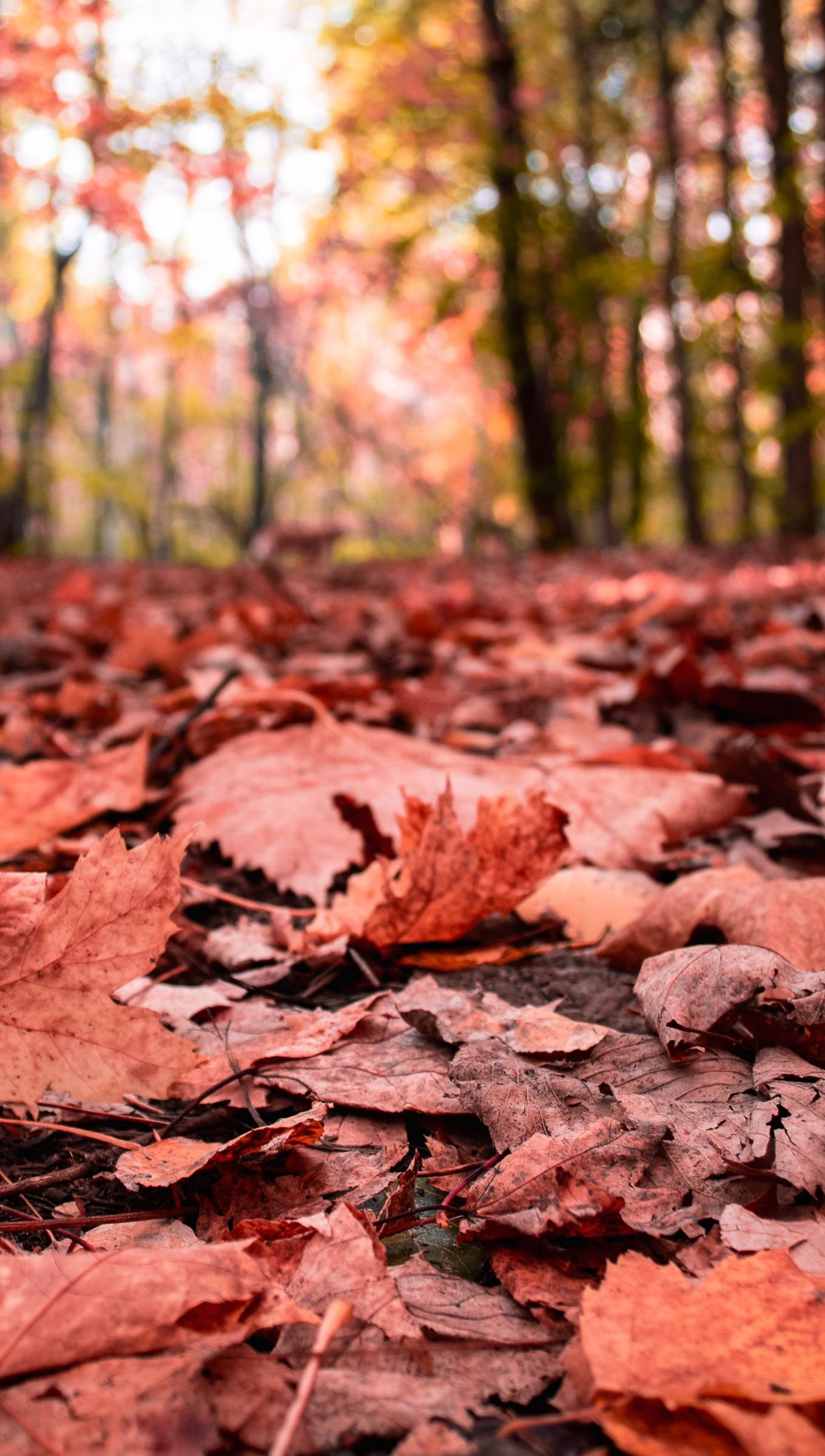 Hojas de maple en el bosque