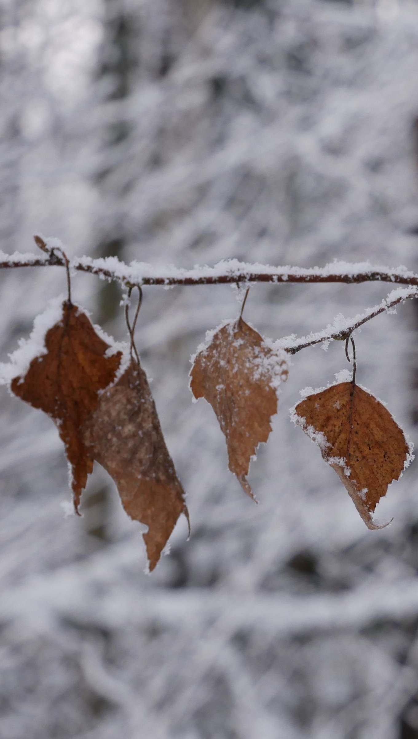 Hojas de otoño congeladas