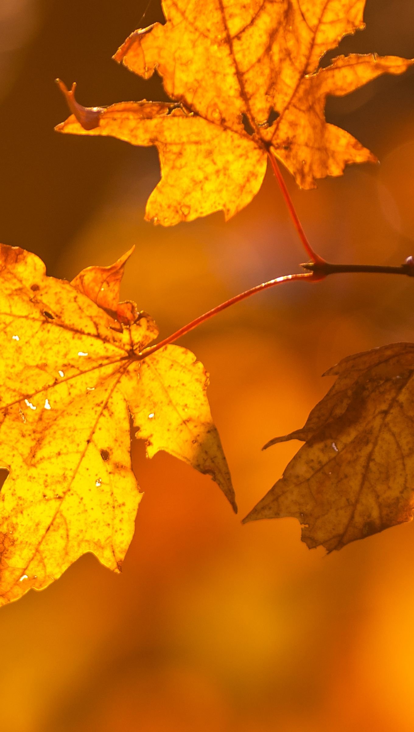 Hojas de otoño en arbol