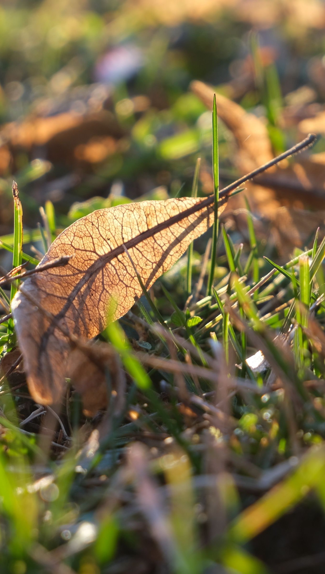 Hojas de otoño en el pasto