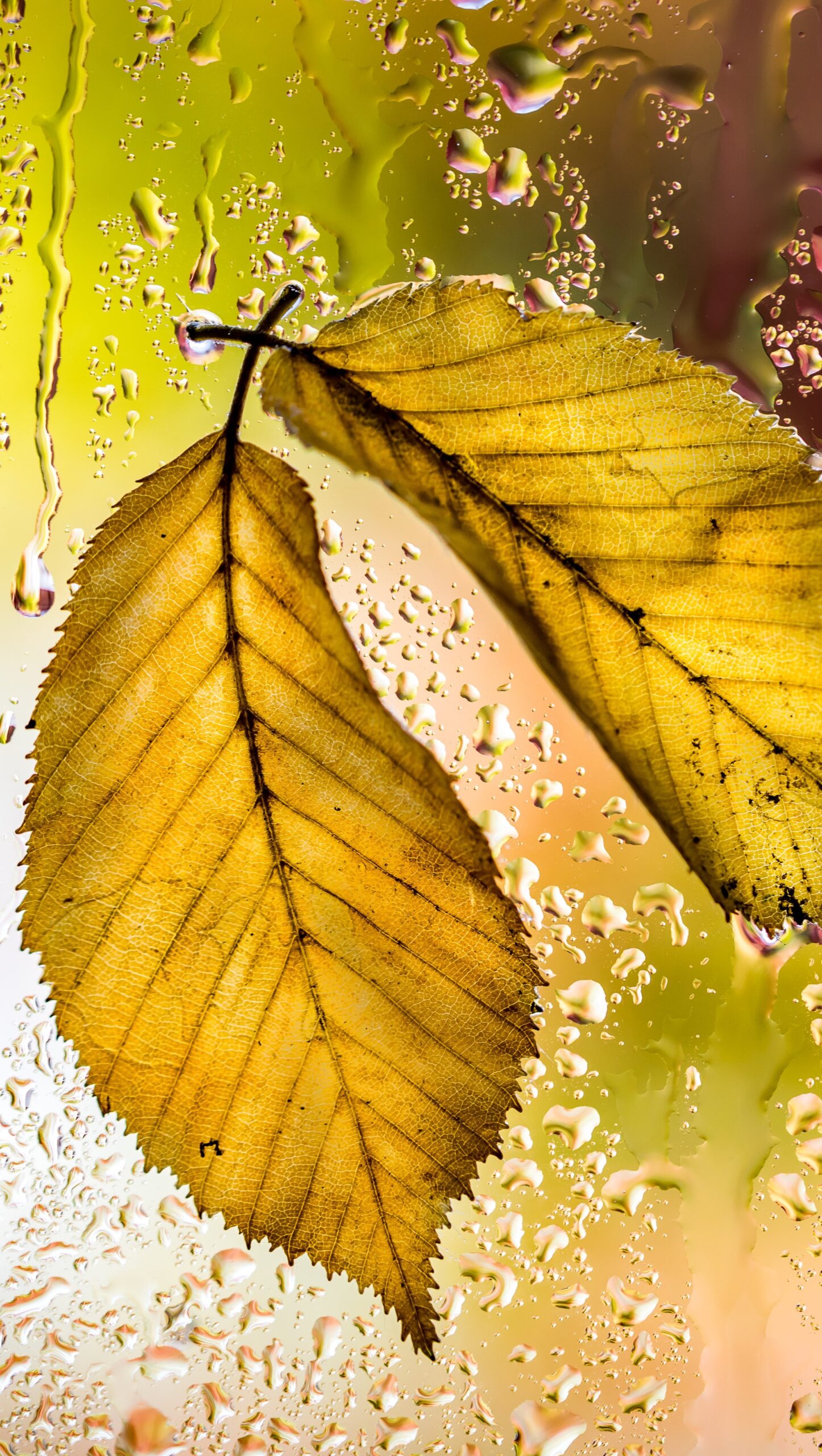 Hojas de otoño en ventana con lluvia