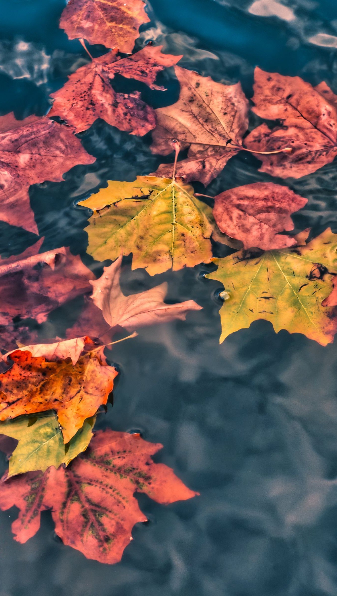 Hojas de otoño