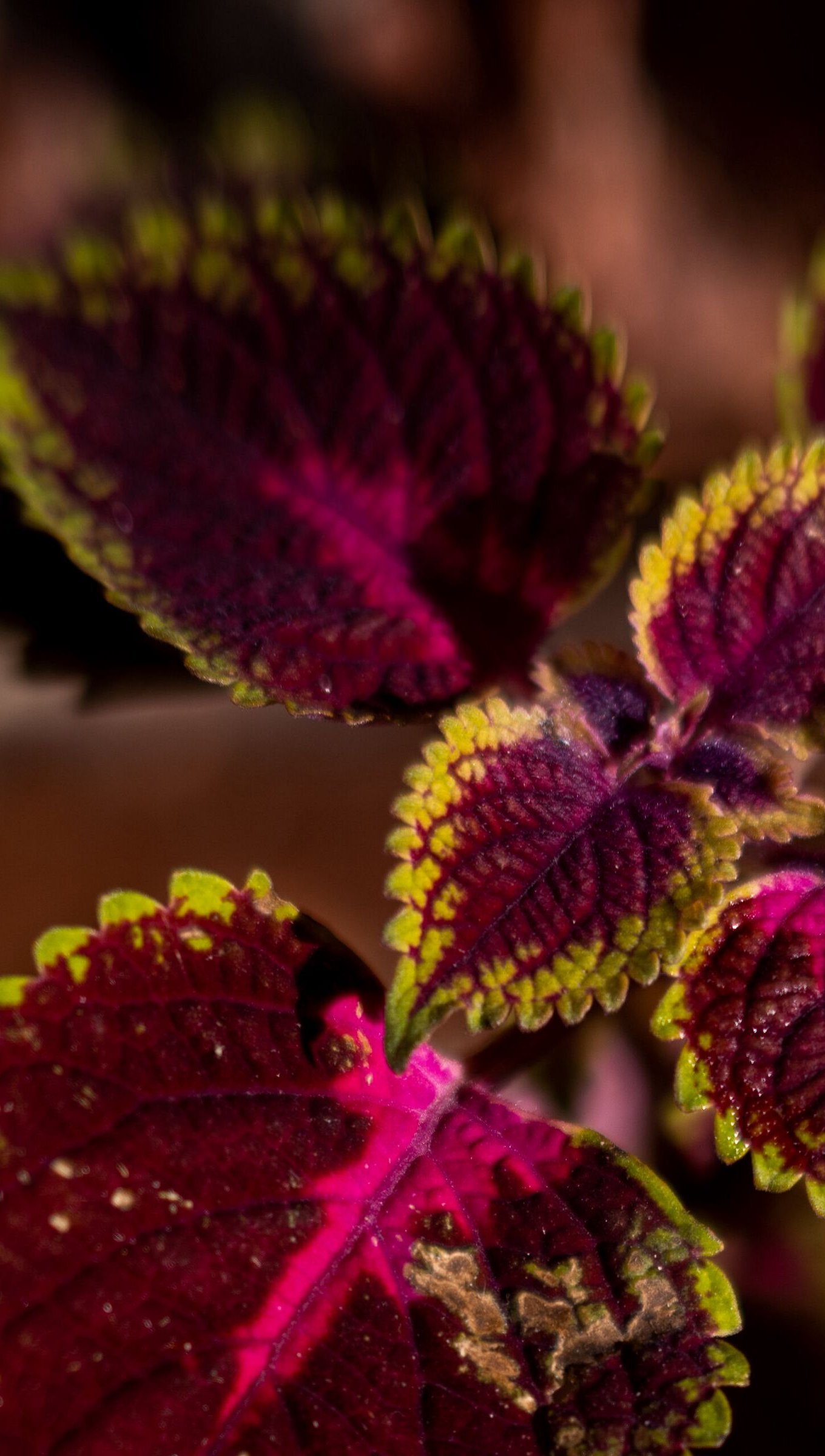 Hojas rojas de planta