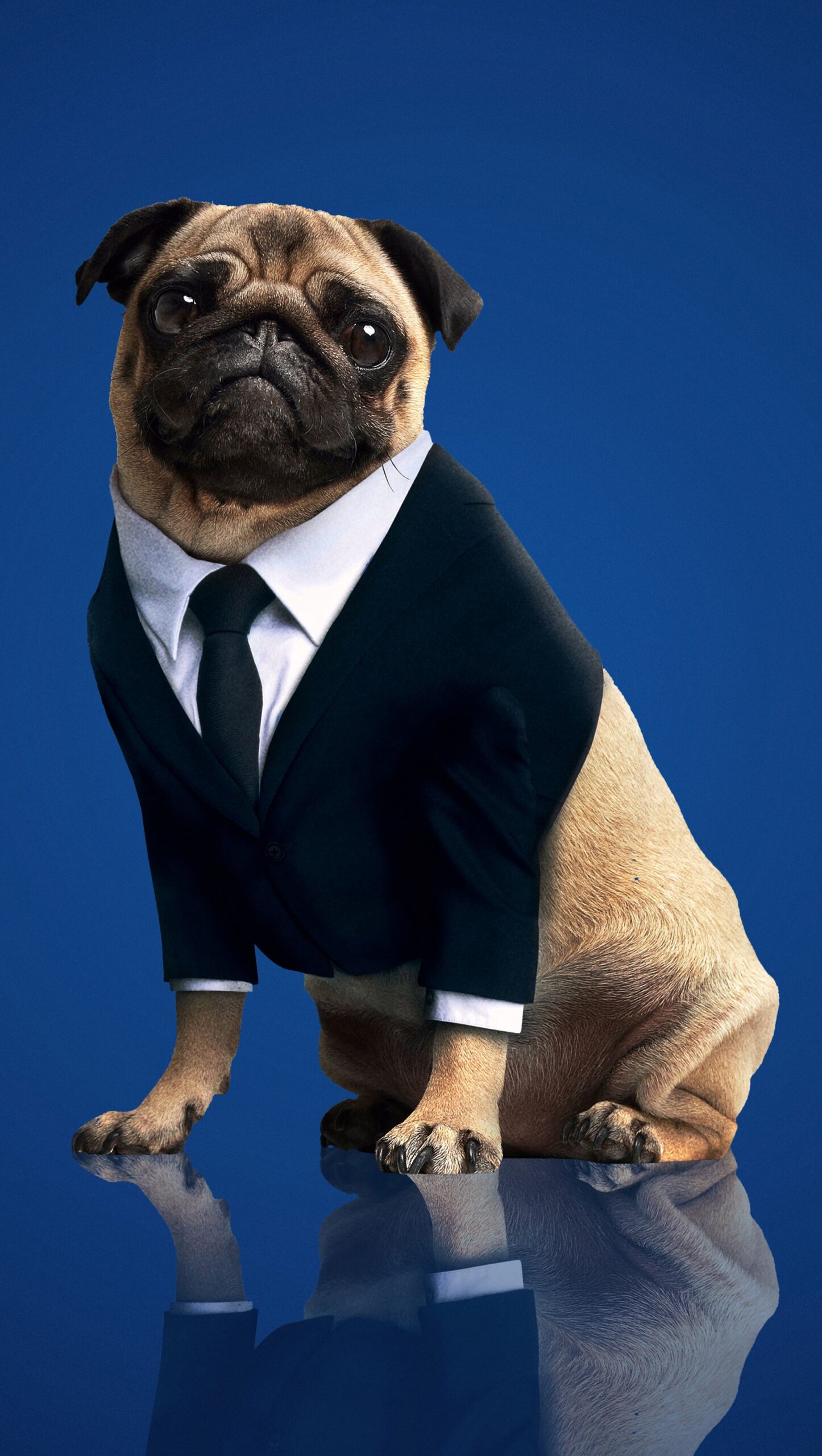 Hombres de Negro: Internacional Frank el pug