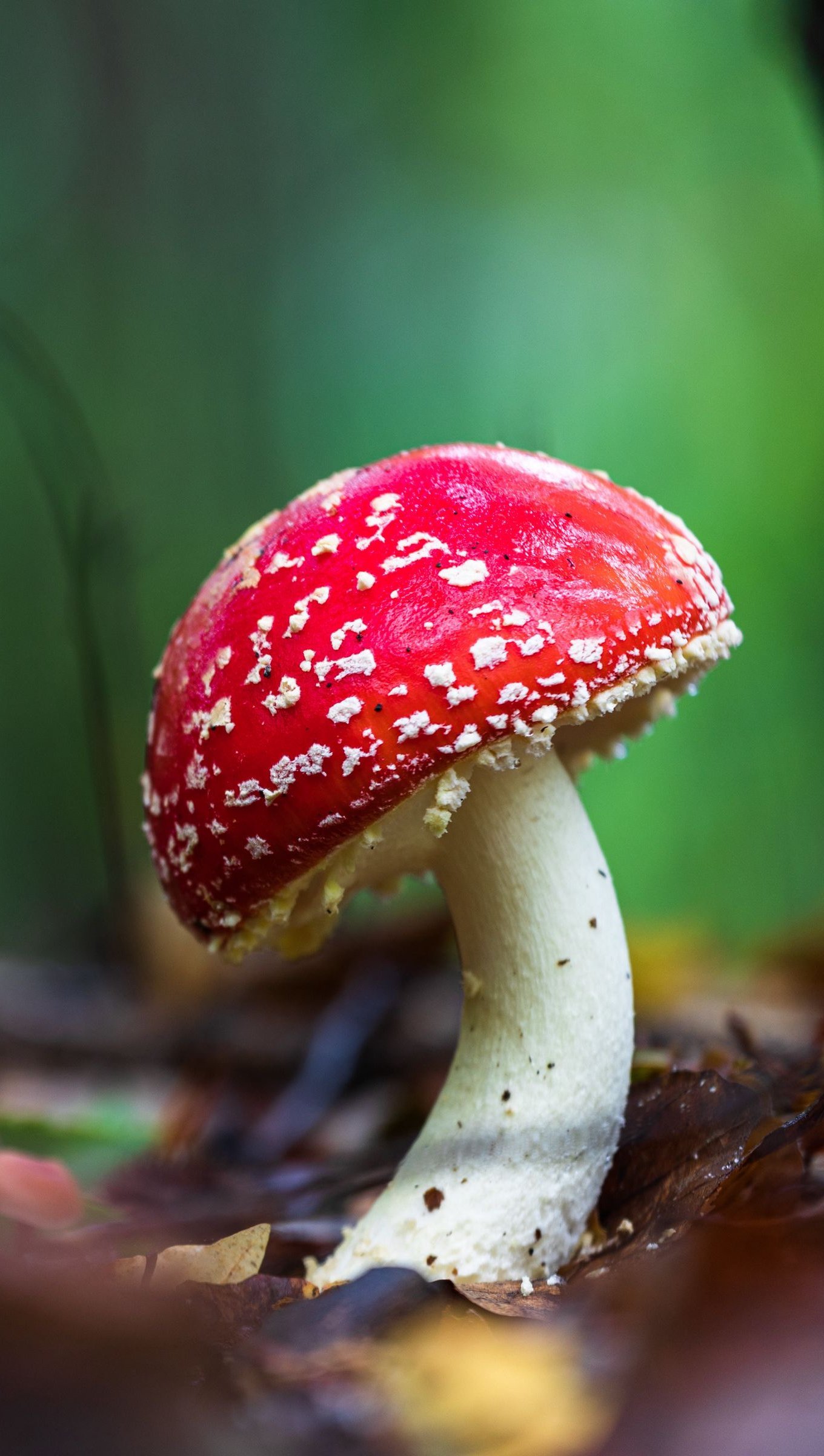 Hongo amanita