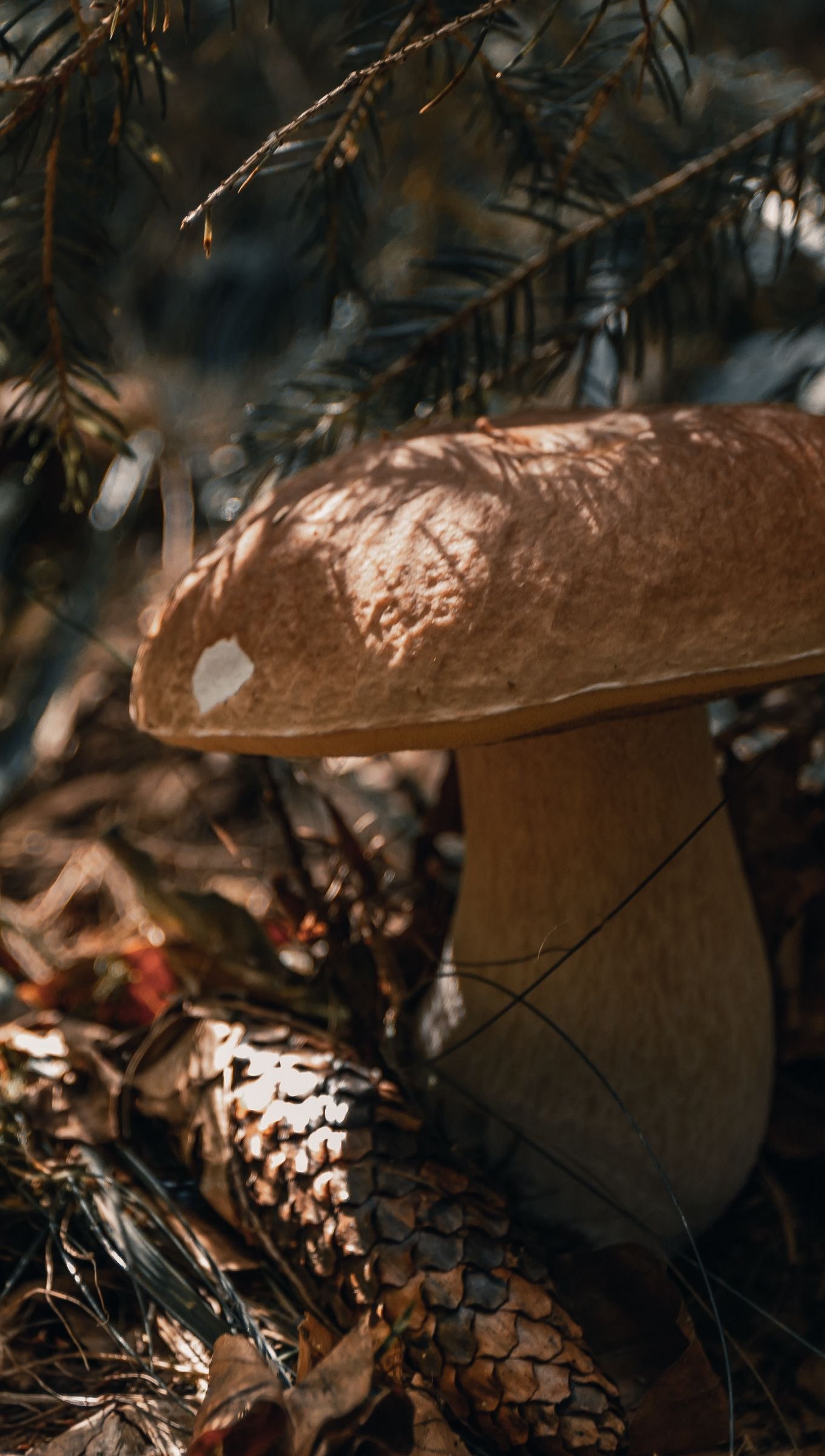 Hongo en la naturaleza