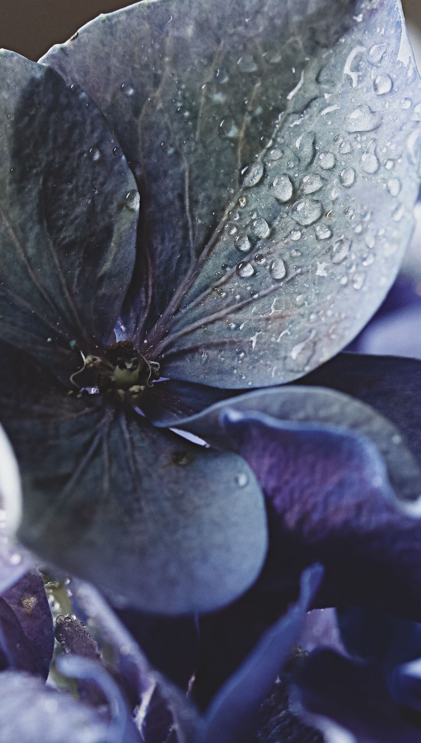 Hortensias