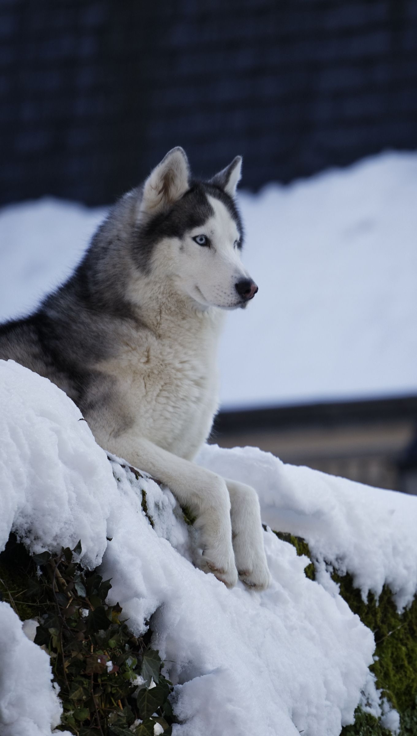 Husky en la nieve