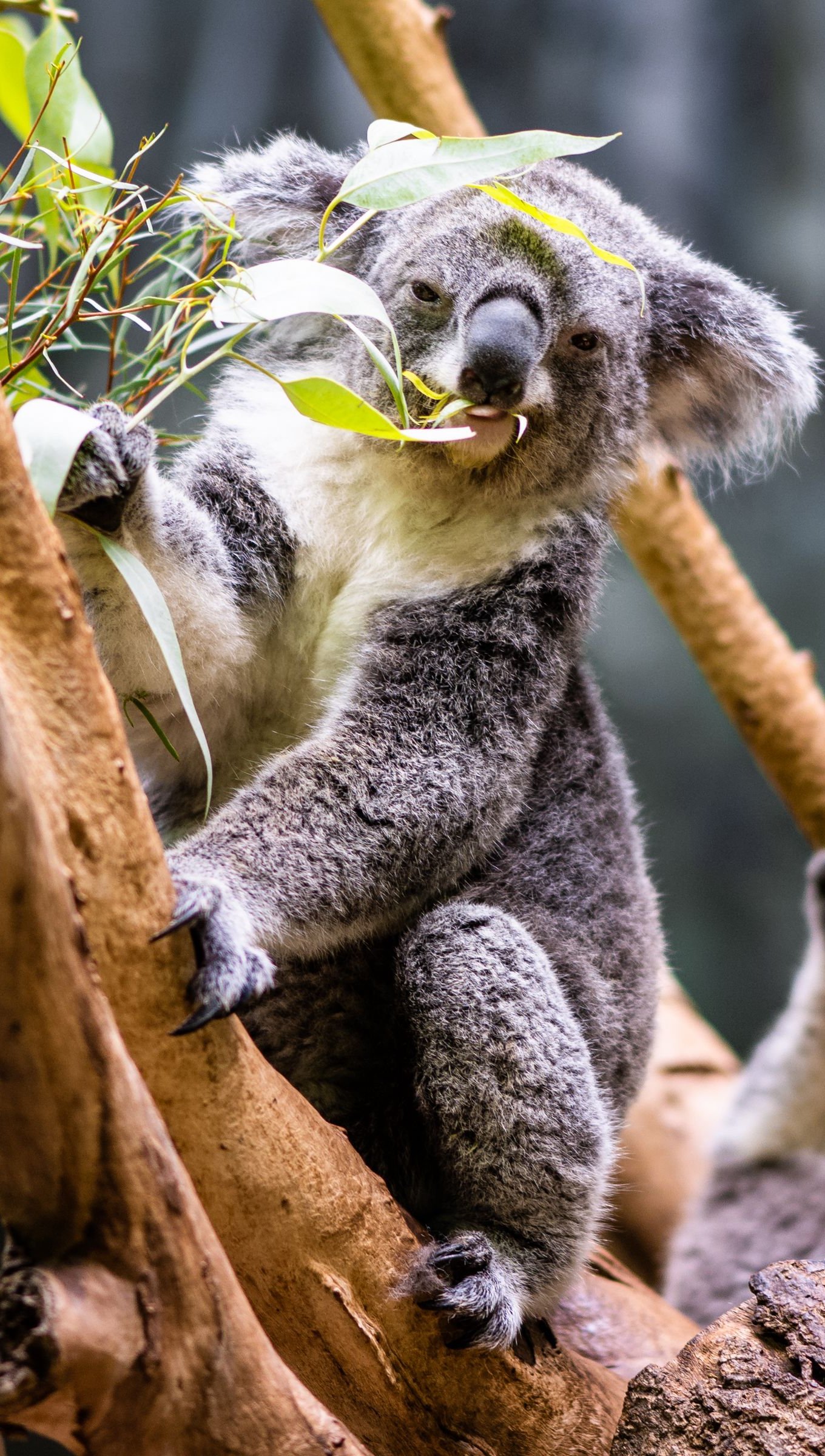 Koala comiendo hojas