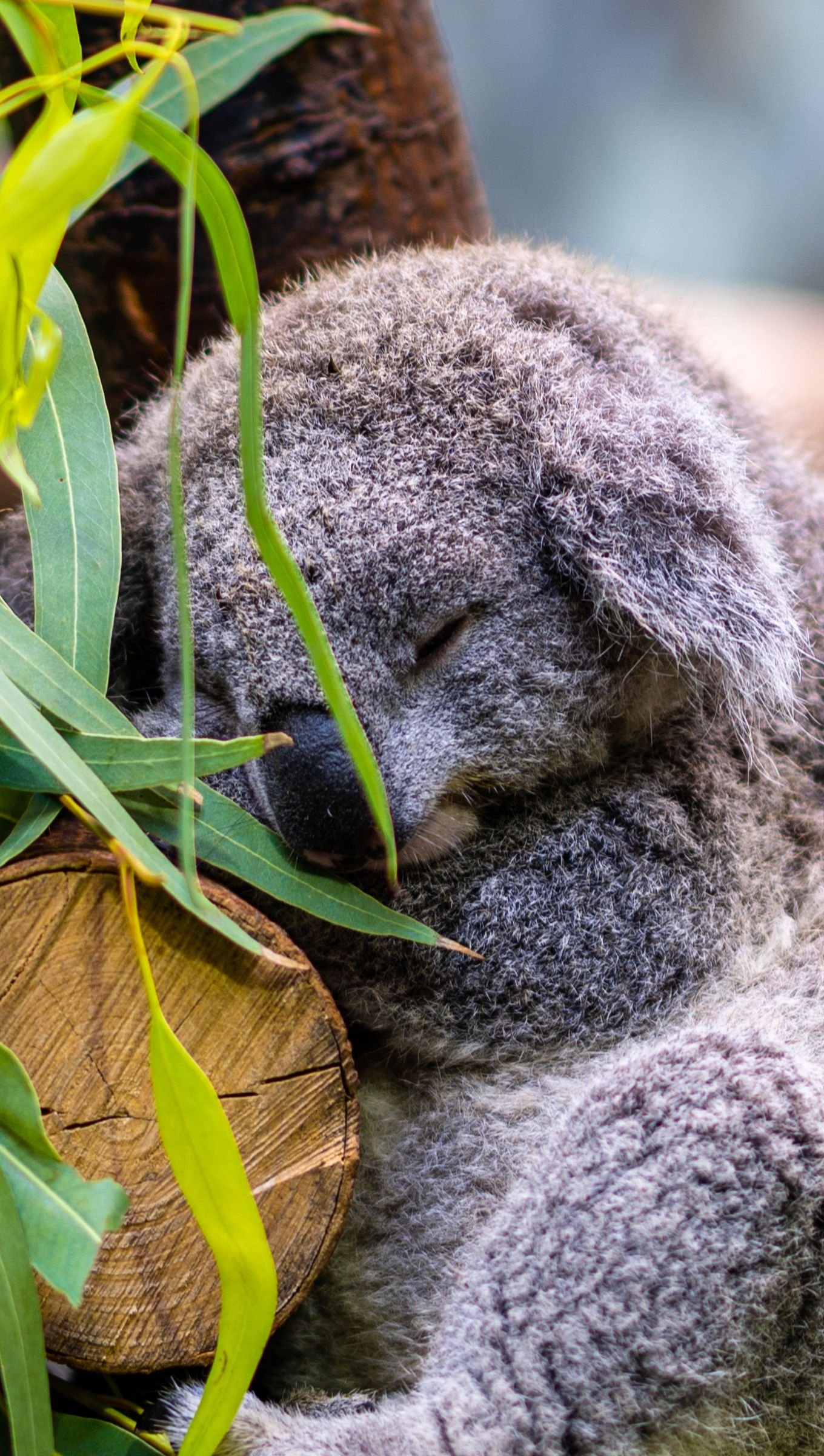 Koala durmiendo