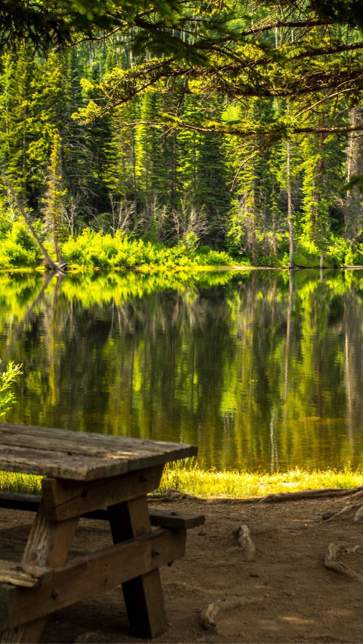 Lago en el bosque durante el día