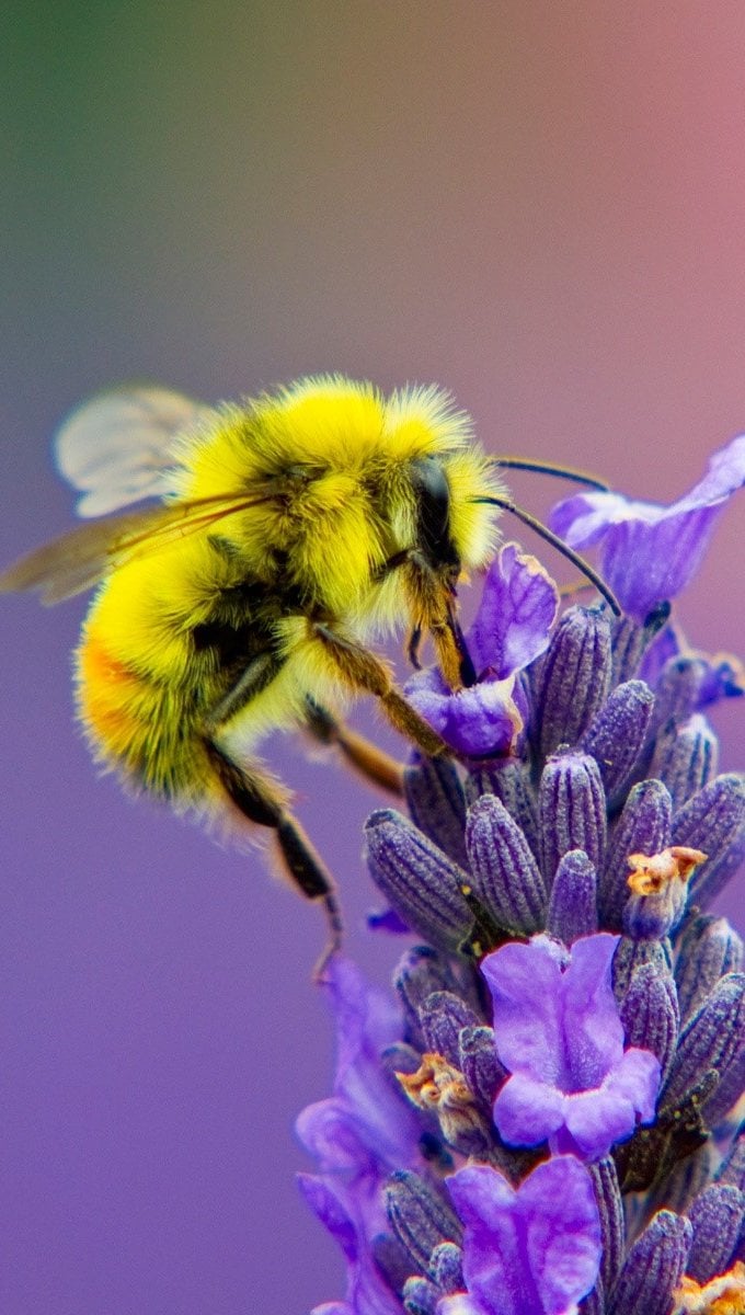 Lavanda y una abeja