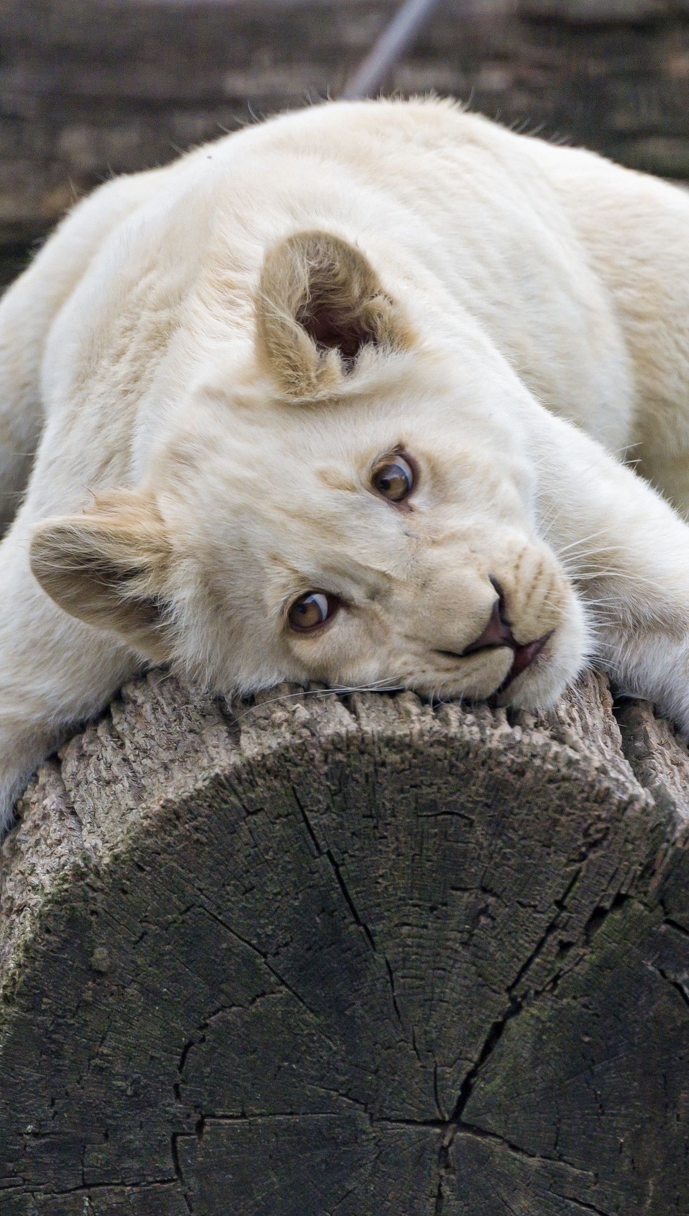 Leona blanca abrazando árbol