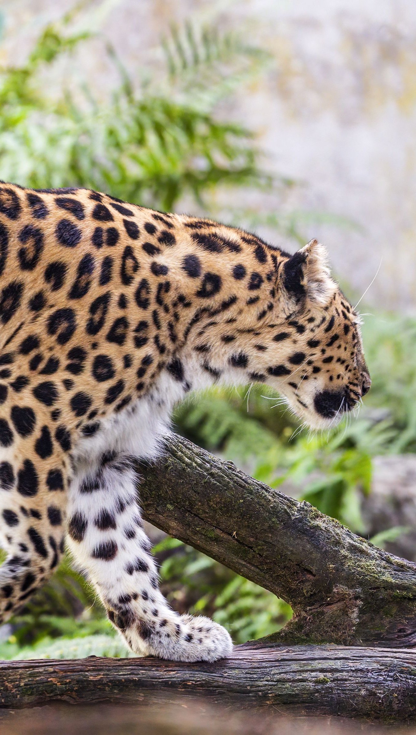 Leopardo caminando