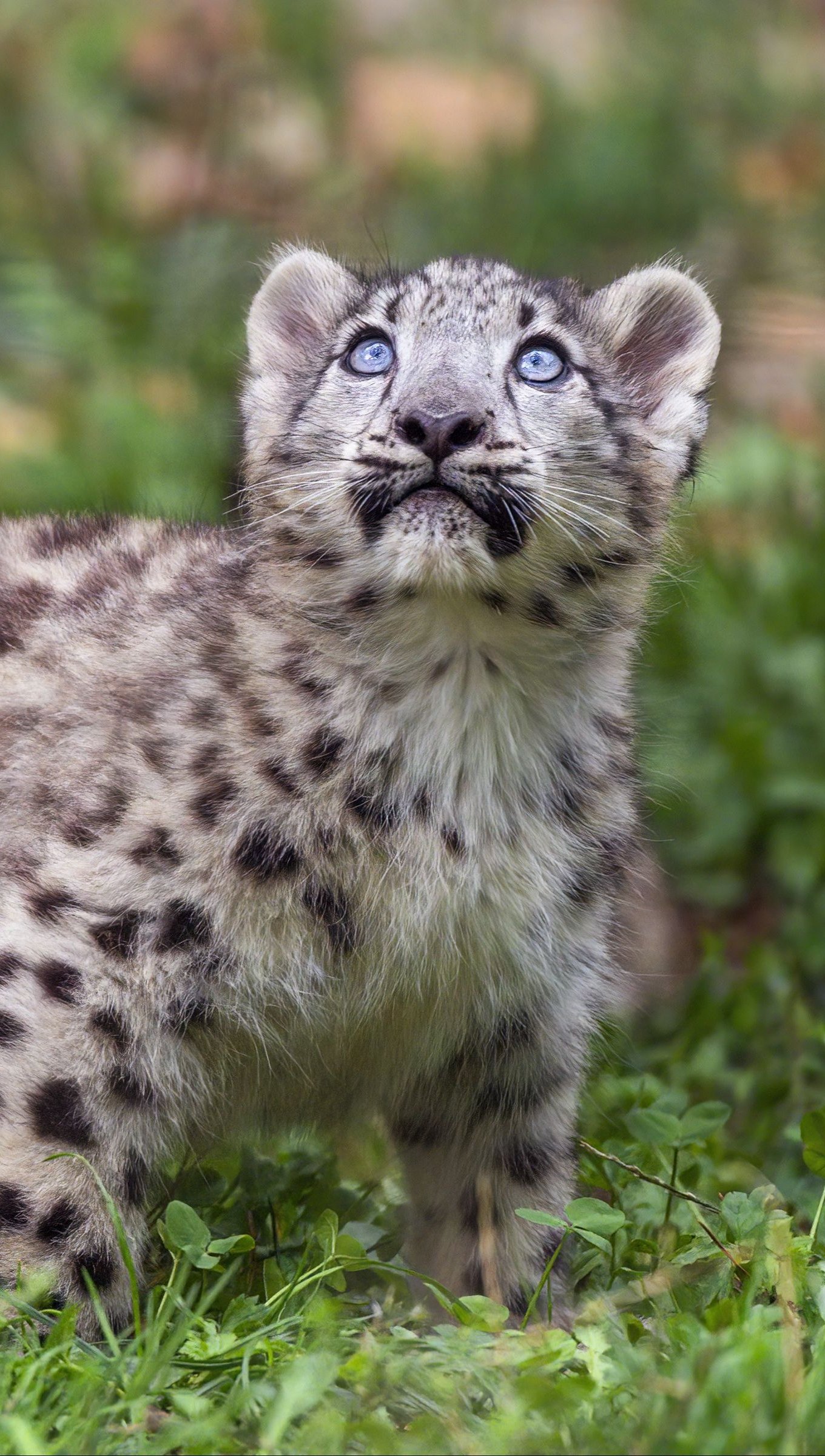 Leopardo de las nieves cachorro