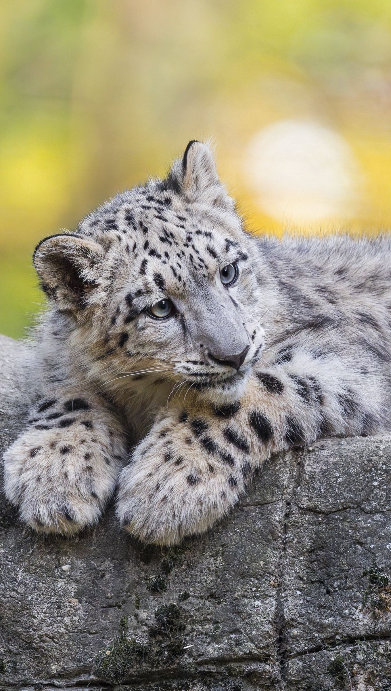 Leopardo de las nieves recostado