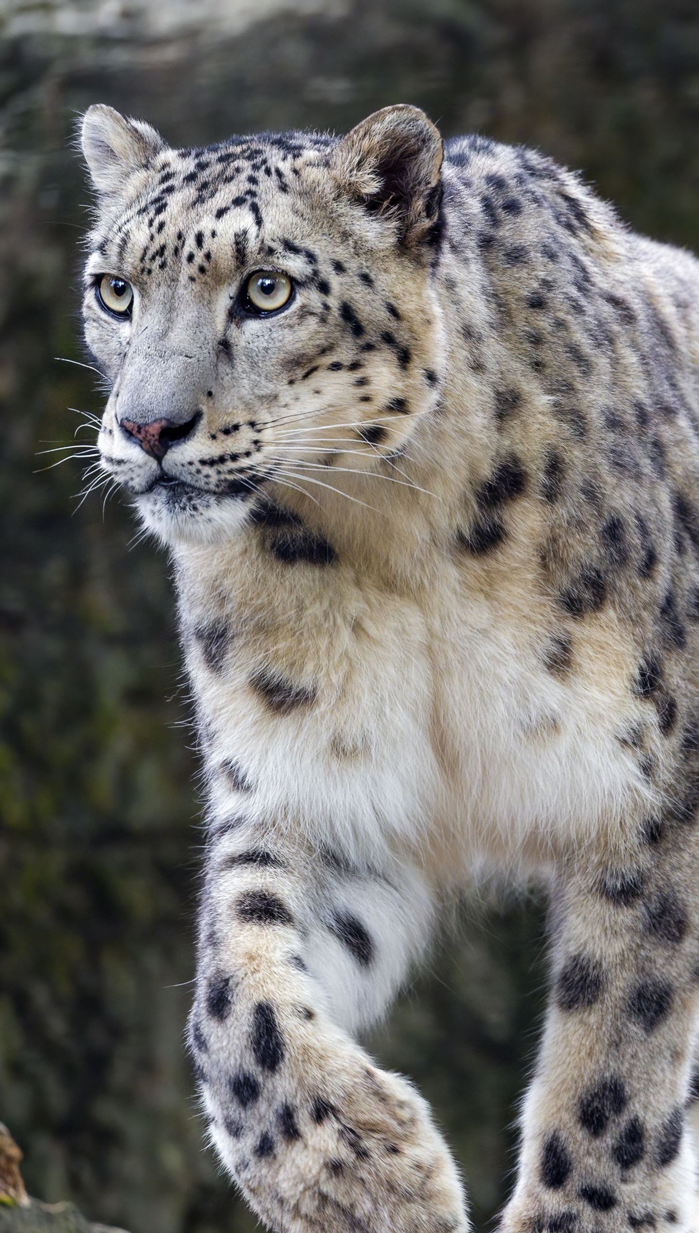 Leopardo de las nieves