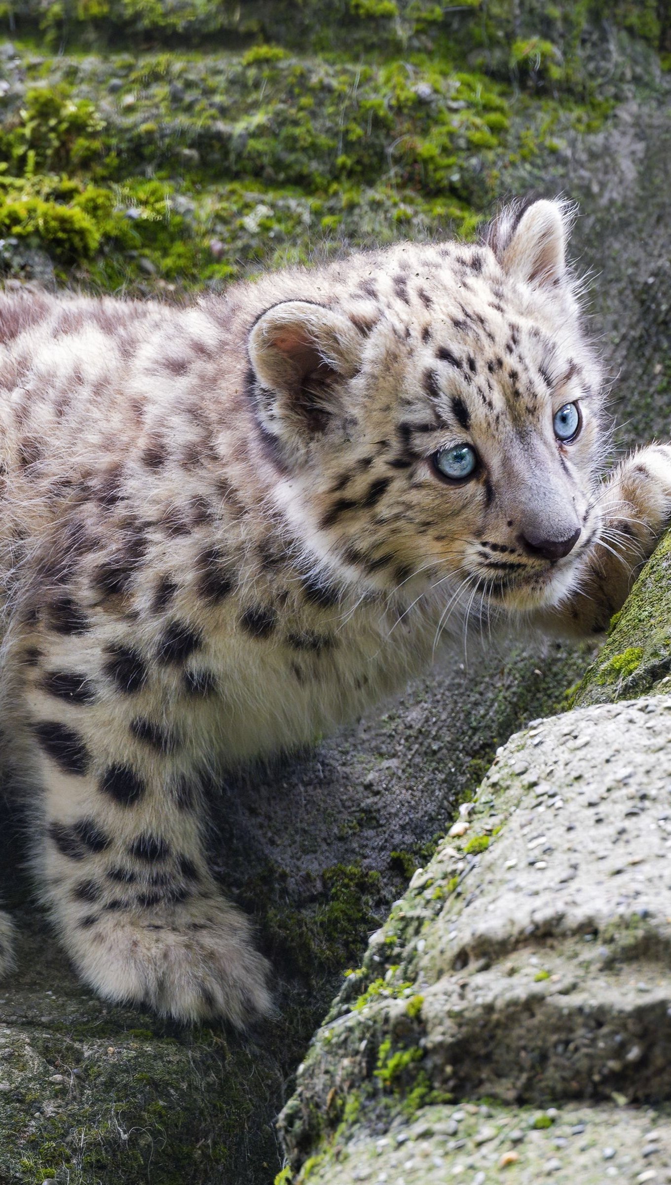 Leopardo de nieve cachorro