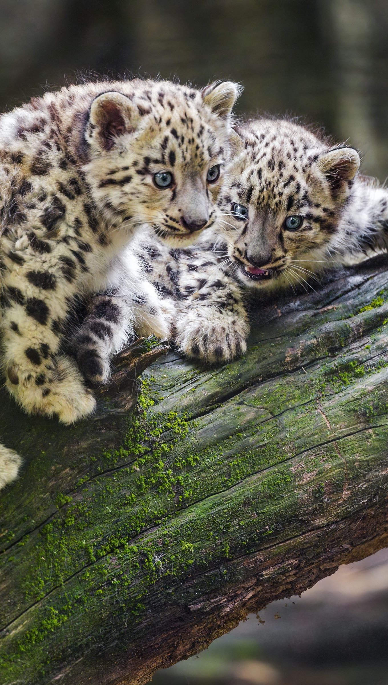 Leopardos de las nieves cachorros