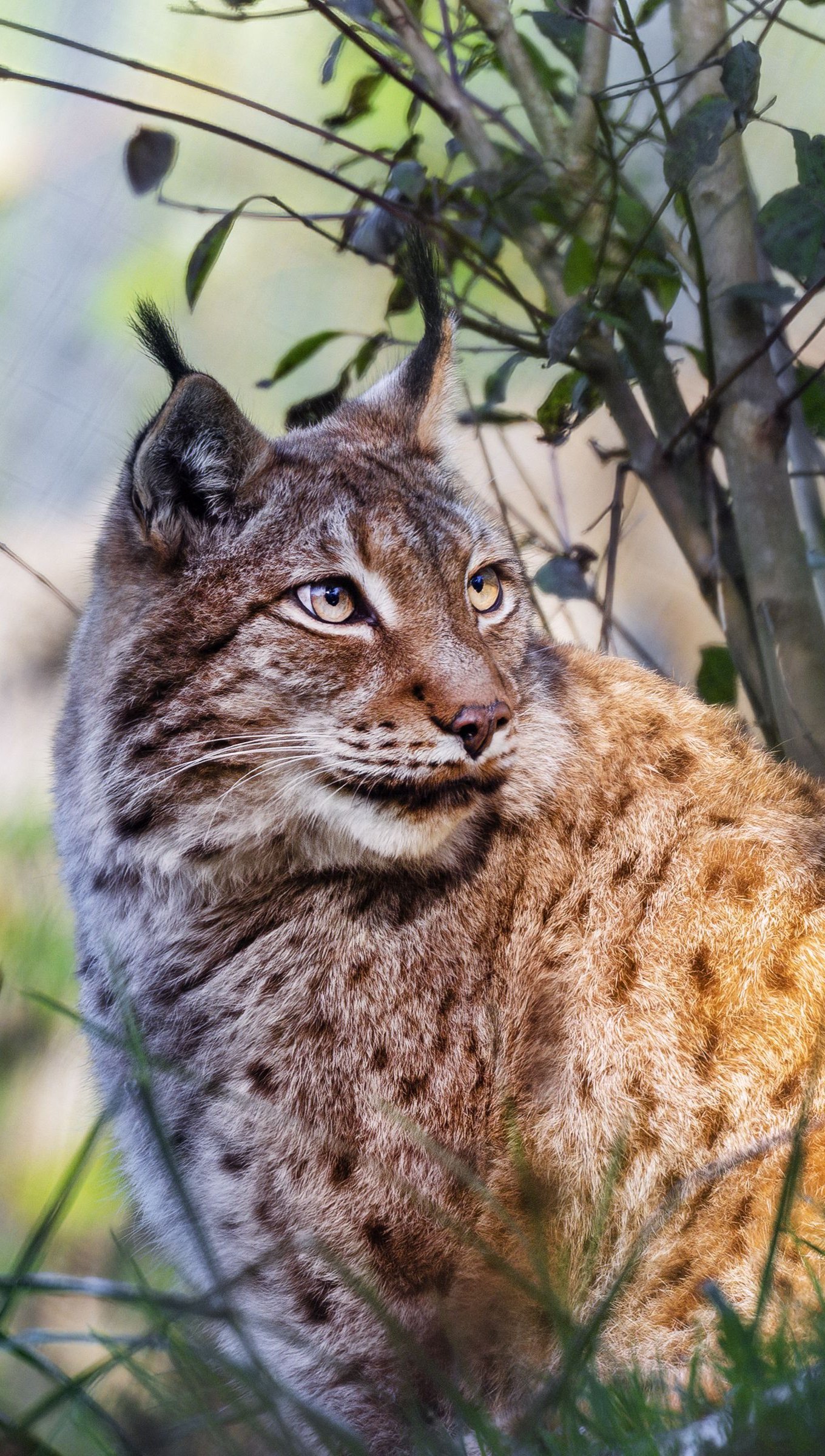 Lince