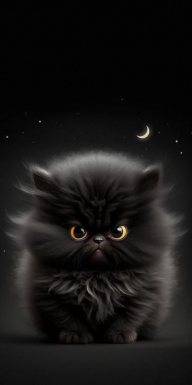 Lindo gatico negro con fondo negro