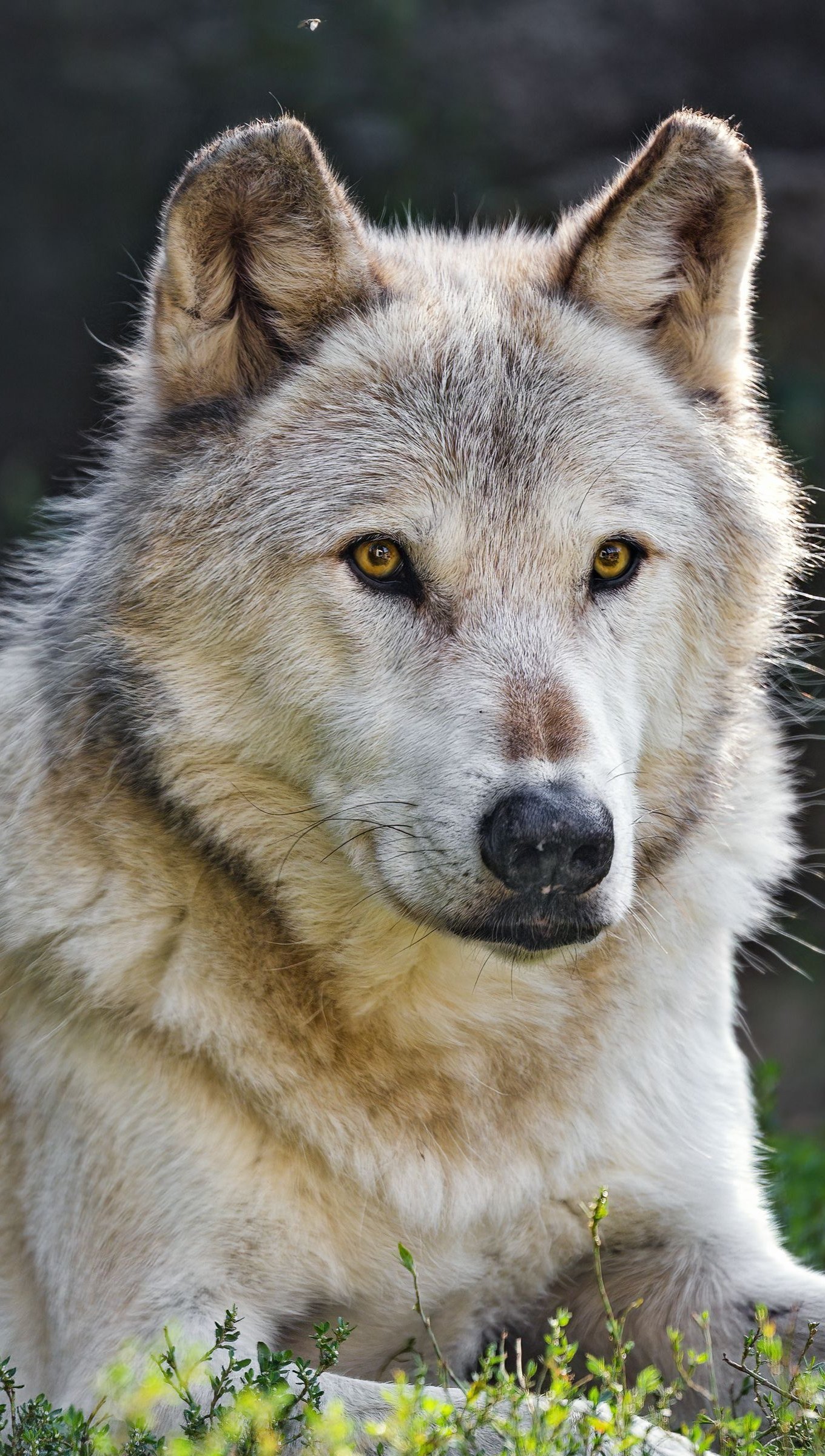 Lobo canadiense