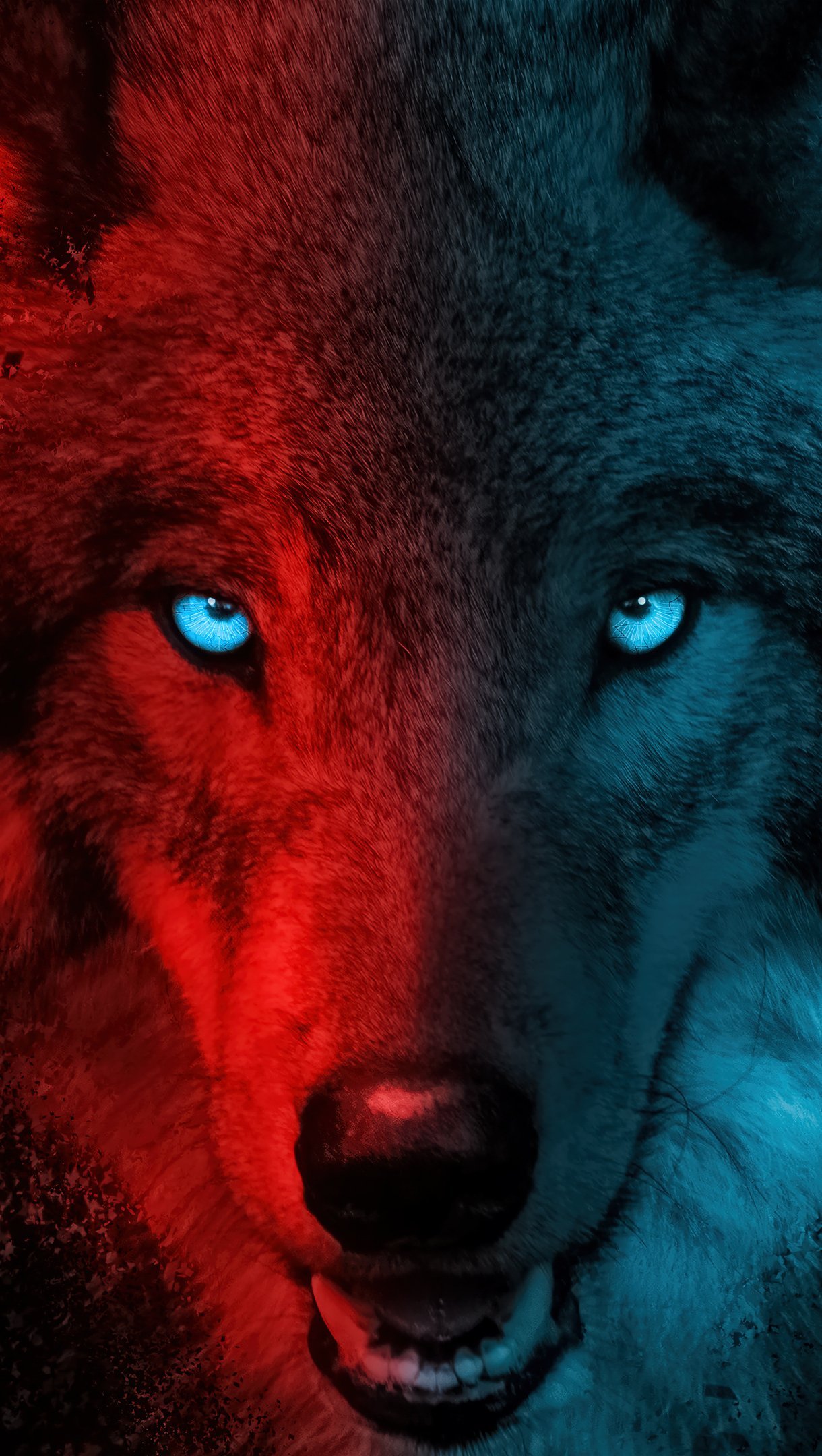 Lobo con luces rojas y azules