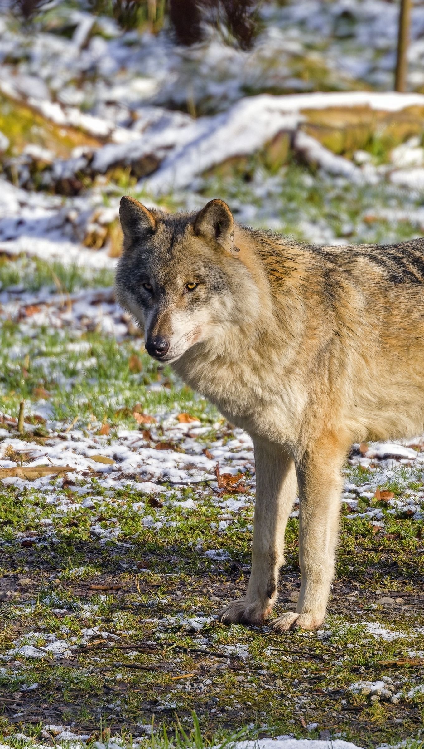 Lobo en bosque con nieve