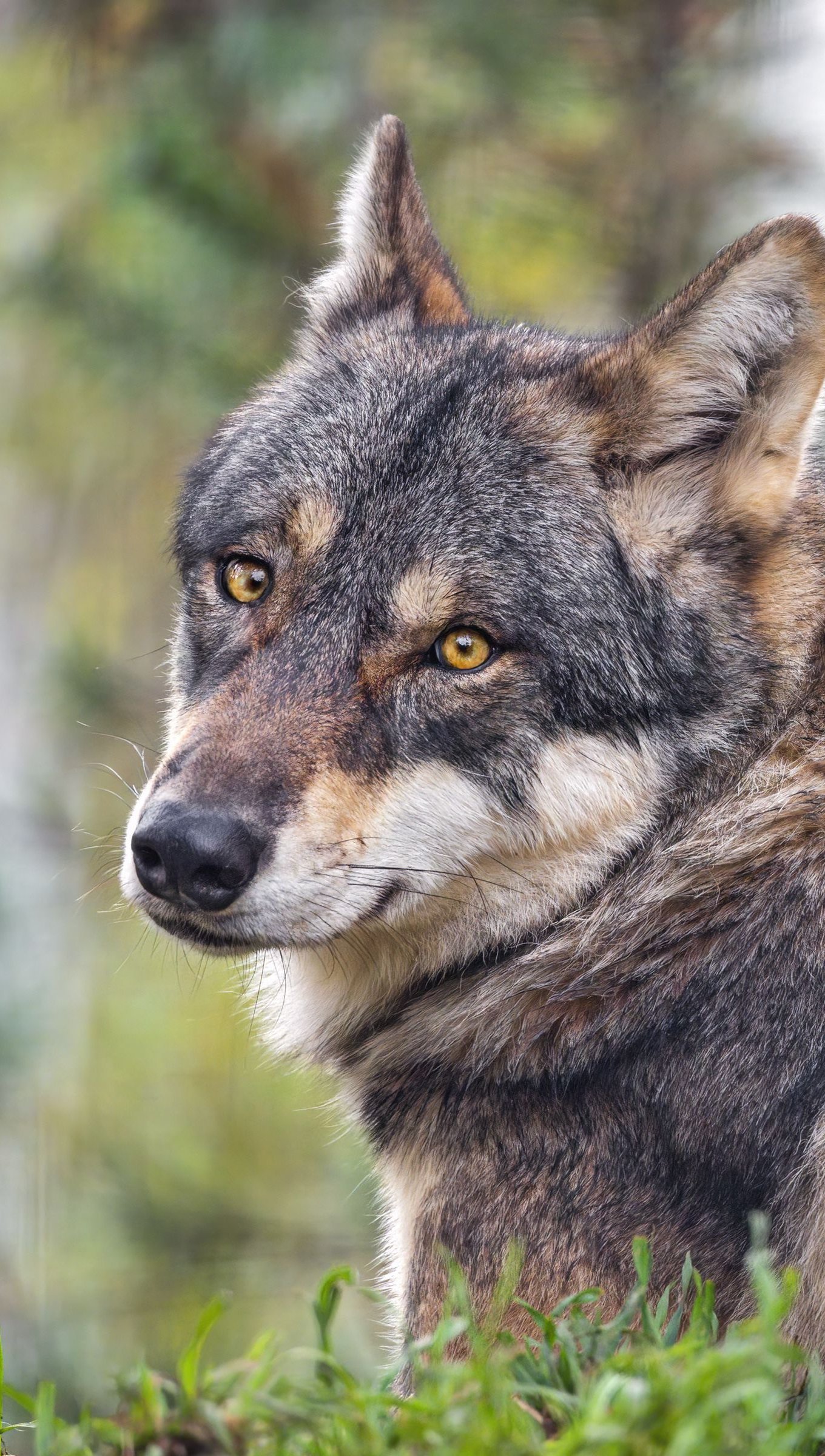 Lobo mirando camara