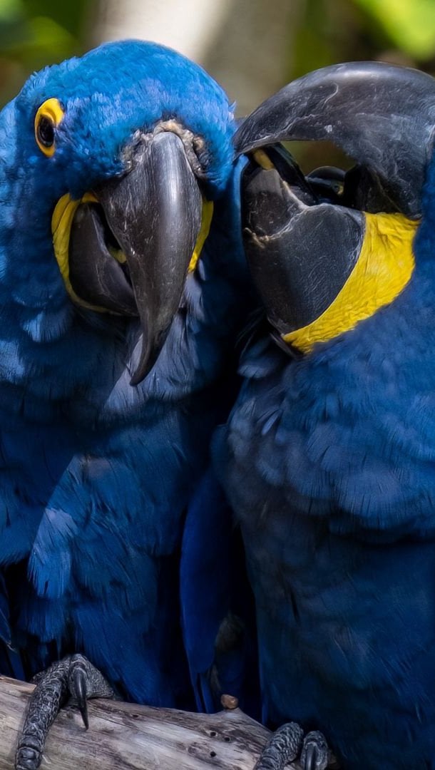 Loro guacamayo