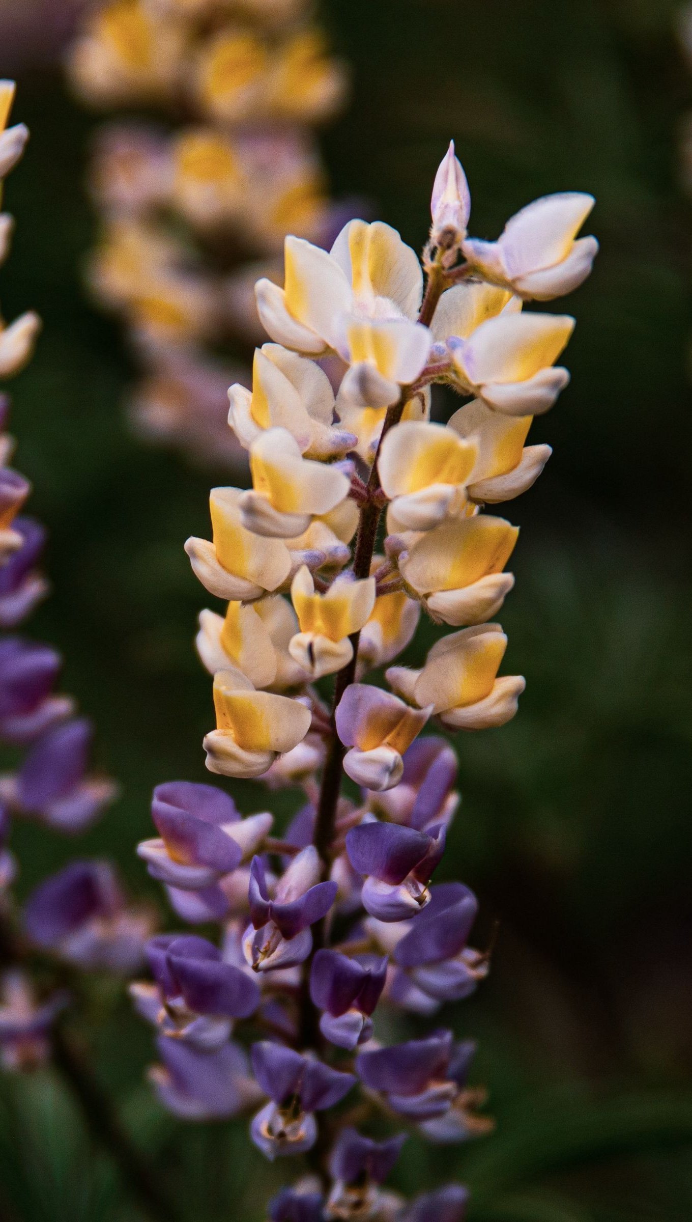 Lupinos de cerca