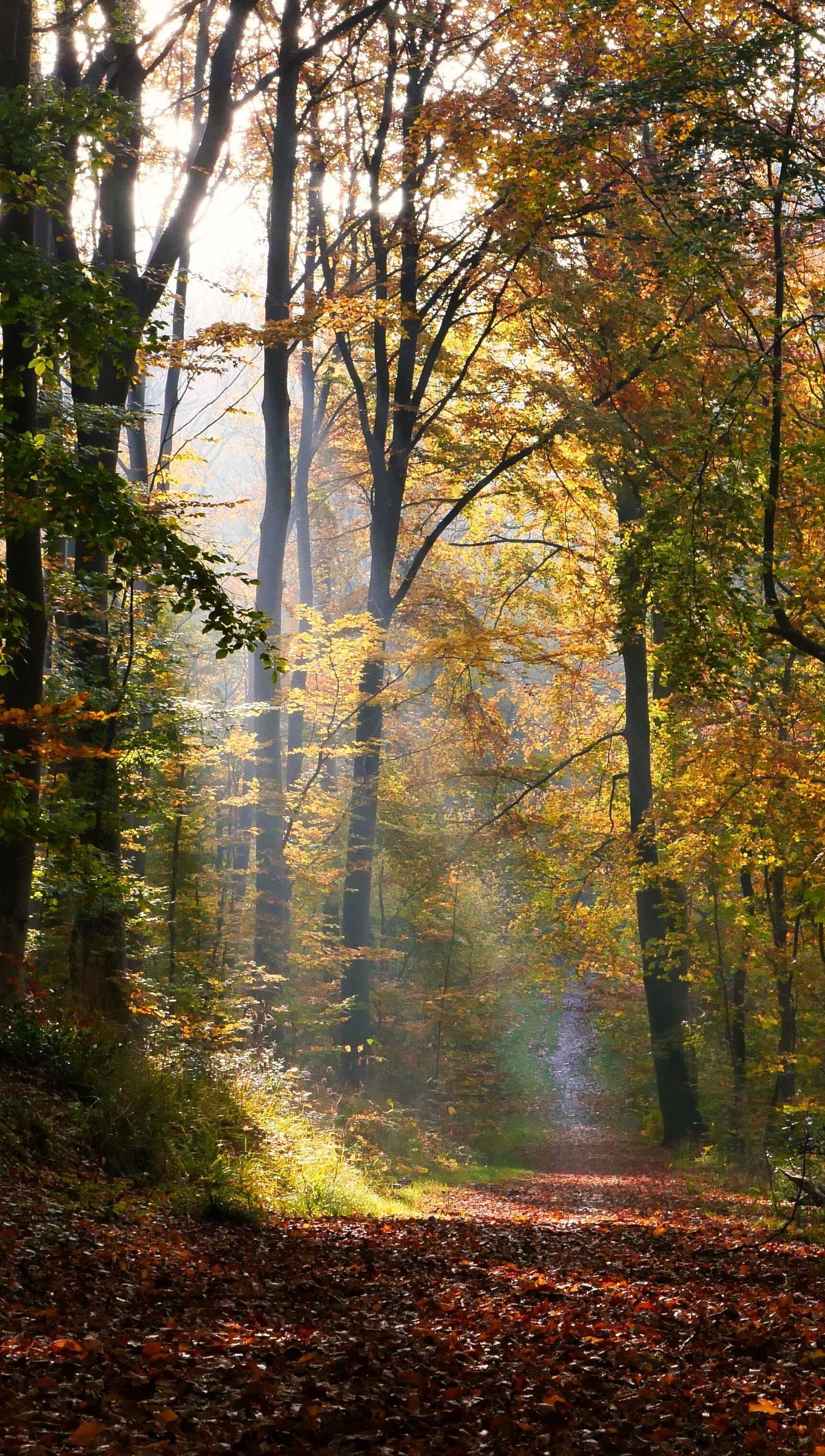 Luz a través del bosque