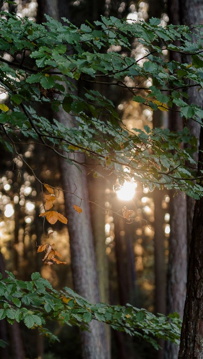 Luz del sol entre arboles del bosque