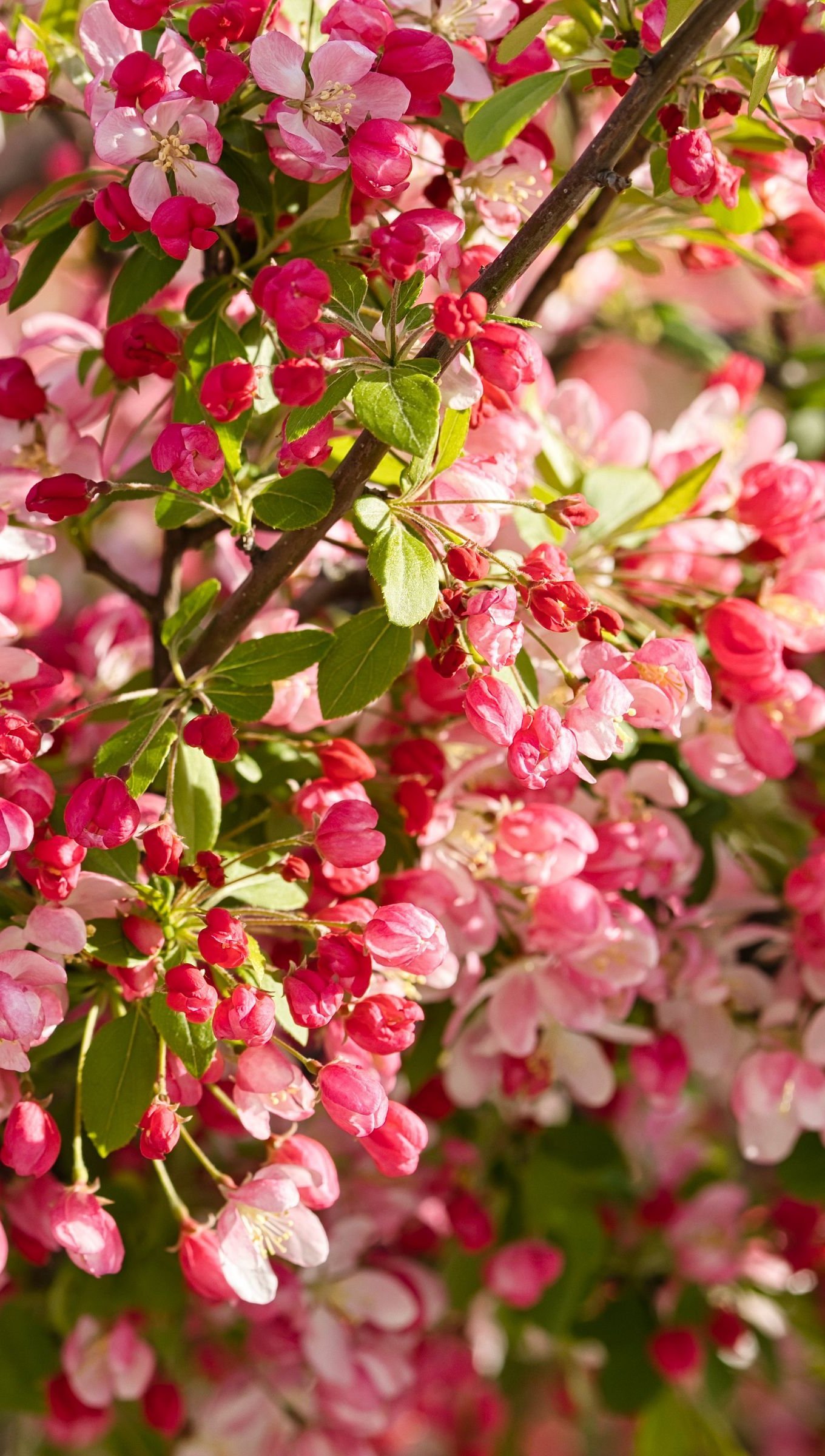 Manzano con flores