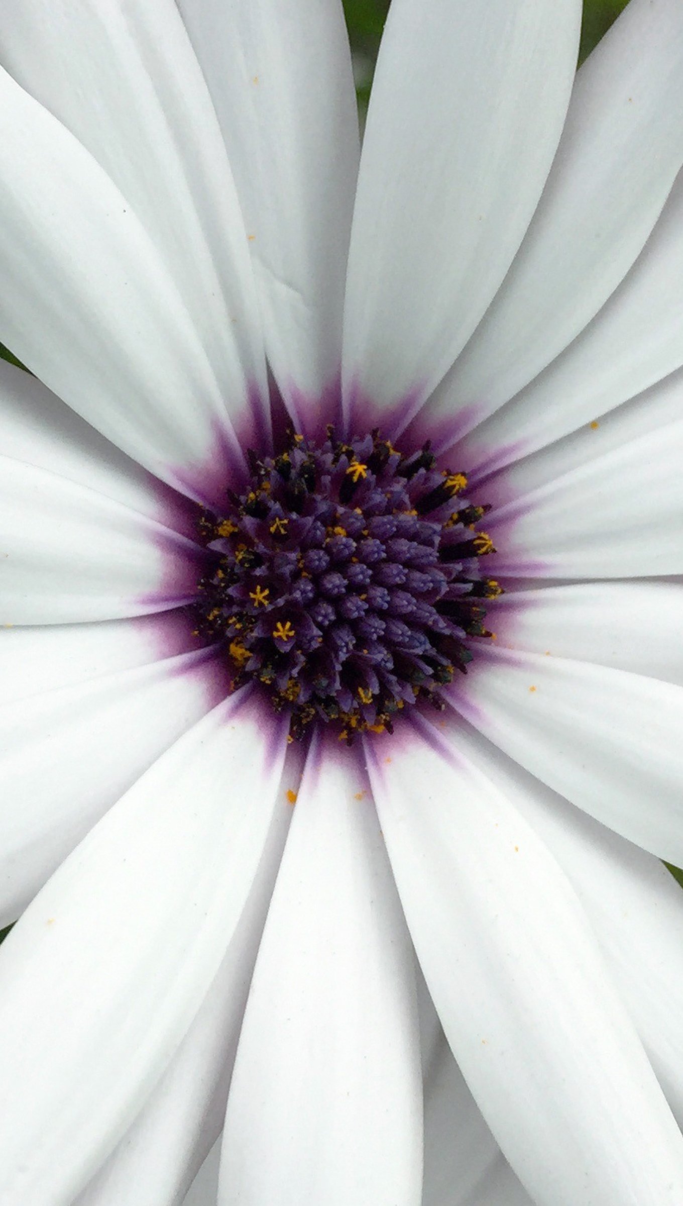 Margaritas blancas con morado