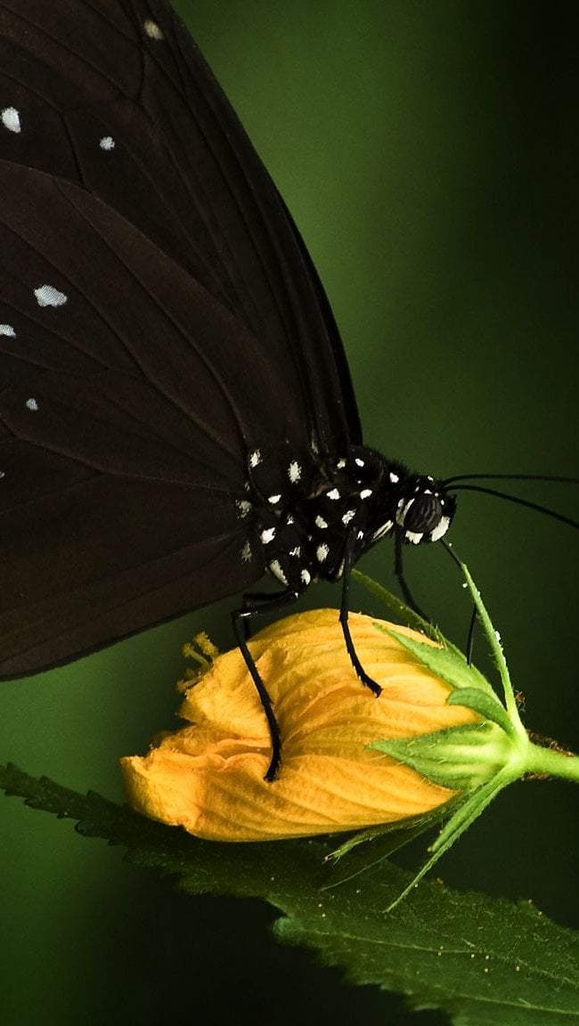 Mariposa Negra