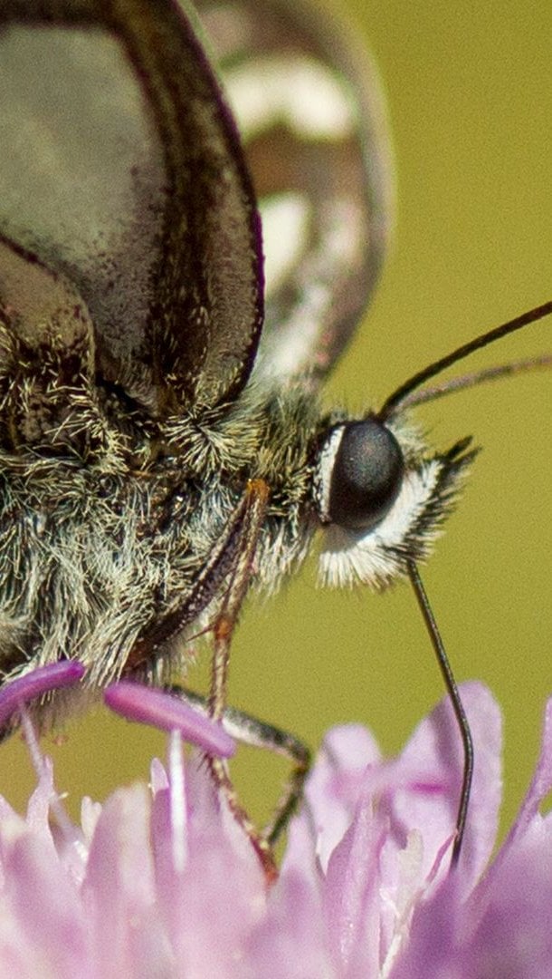 Mariposa de cerca sobre flor